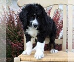 Small Photo #1 Bernedoodle Puppy For Sale in MERCERSBURG, PA, USA