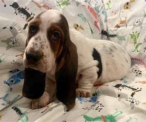 Basset Hound Puppy for sale in VILLA RIDGE, MO, USA