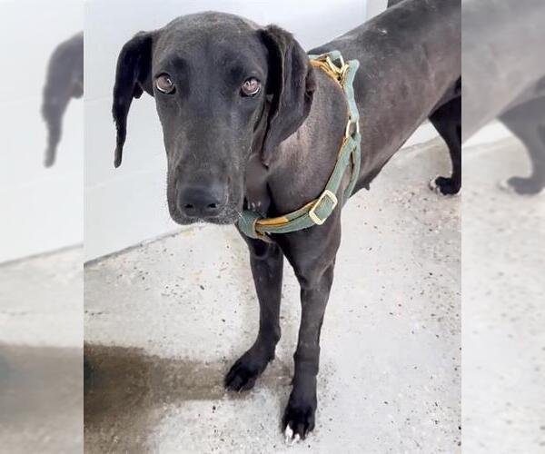 Medium Photo #1 Great Dane-Unknown Mix Puppy For Sale in Houston, TX, USA