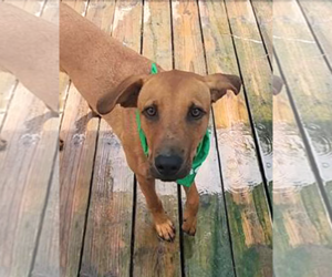 Professor Red - Male Labrador Retriever-Unknown Mix Dog for Adoption - Photo #12