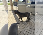 Small #3 Cane Corso