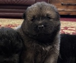 Puppy Masha Chow Chow-Samoyed Mix