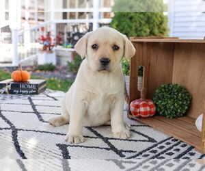 Labrador Retriever Puppy for sale in SYRACUSE, IN, USA