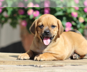 Puggle Puppy for sale in DILLWYN, VA, USA