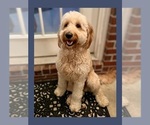 Small Photo #1 Goldendoodle Puppy For Sale in MILTON, FL, USA