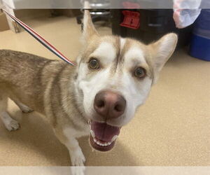 Siberian Husky-Unknown Mix Dogs for adoption in San Clemente, CA, USA