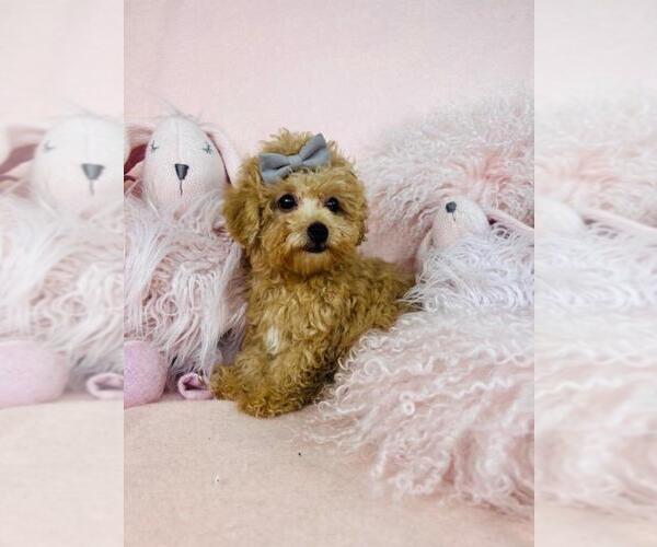 Medium Photo #4 Goldendoodle Puppy For Sale in PEMBROKE PINES, FL, USA