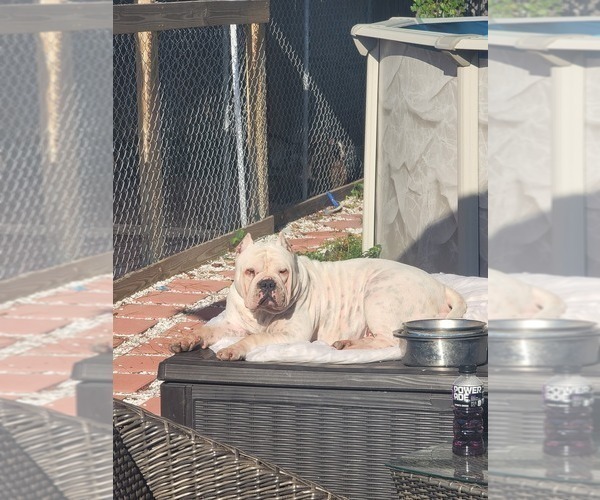Medium Photo #1 American Bully Puppy For Sale in NORTH PORT, FL, USA