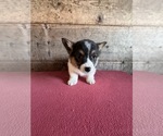 Small #2 Pembroke Welsh Corgi