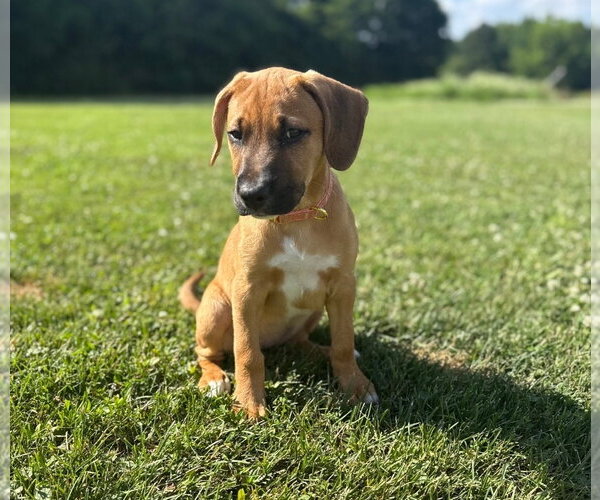 Medium Photo #3 Boxer-Unknown Mix Puppy For Sale in Chester, VA, USA