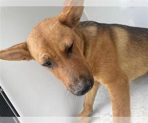 German Shepherd Dog Dogs for adoption in Houston, TX, USA