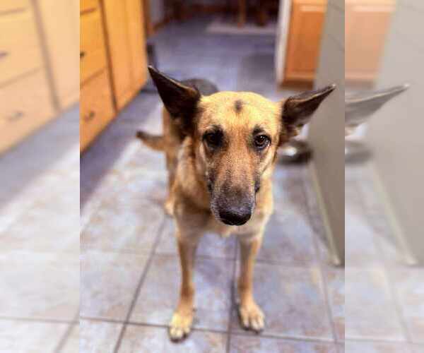 Medium Photo #3 German Shepherd Dog Puppy For Sale in Aurora, IN, USA