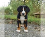 Small #5 Greater Swiss Mountain Dog
