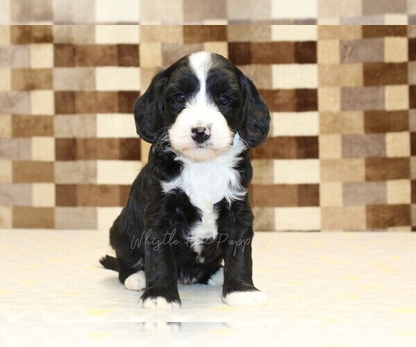 Medium Photo #3 Bernedoodle (Miniature)-Cavapoo (Miniature) Mix Puppy For Sale in DENVER, PA, USA