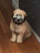 Small Photo #11 Soft Coated Wheaten Terrier Puppy For Sale in THOMASVILLE, NC, USA