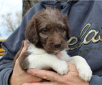 Small Photo #9 German Shorthaired Pointer-Poodle (Standard) Mix Puppy For Sale in WHITE POST, VA, USA