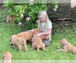 Small Photo #11 Golden Retriever Puppy For Sale in WOODSTOCK, CT, USA