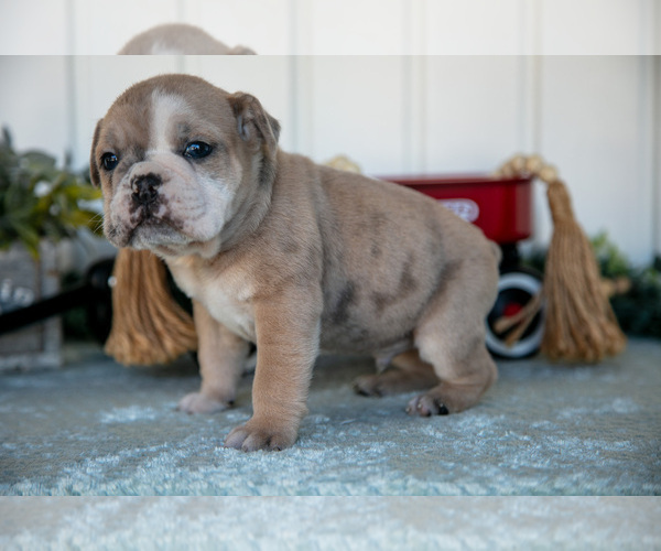 Medium Photo #4 Victorian Bulldog Puppy For Sale in MILLERSBURG, IN, USA