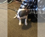 Small Photo #3 American Bully Puppy For Sale in PEMBERTON, NJ, USA