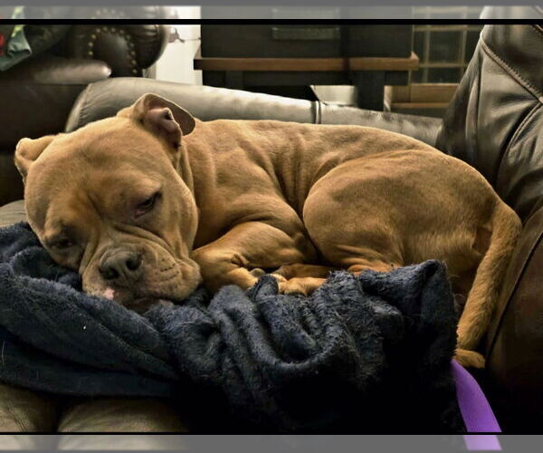 Medium Photo #1 American Bulldog Puppy For Sale in Brights Grove, Ontario, Canada