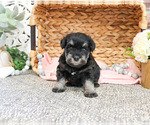 Small #7 Schnauzer (Miniature)
