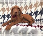 Small Photo #3 Vizsla Puppy For Sale in LANCASTER, PA, USA