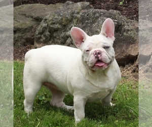 French Bulldog Puppy for sale in FREDERICKSBURG, OH, USA
