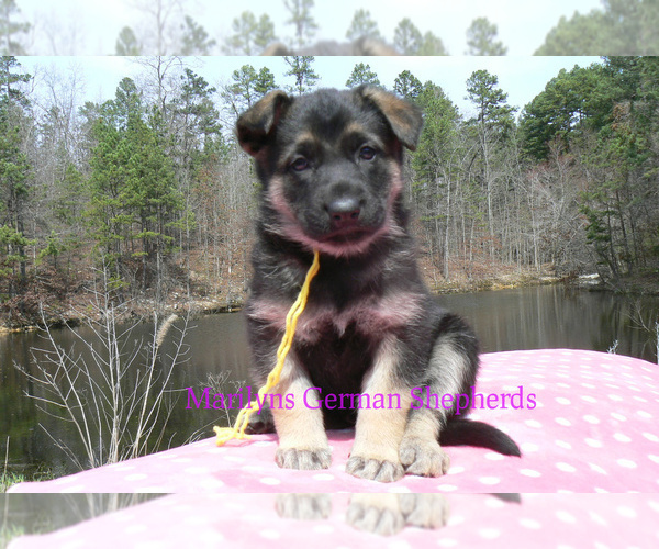 Medium Photo #3 German Shepherd Dog Puppy For Sale in PIEDMONT, MO, USA