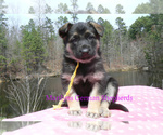 Small #2 German Shepherd Dog