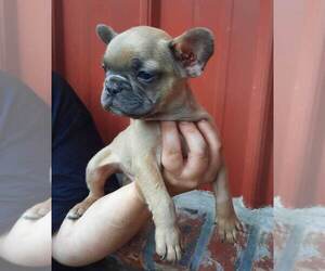 French Bulldog Puppy for sale in COTTAGEVILLE, SC, USA