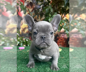 French Bulldog Puppy for Sale in RODEO, California USA