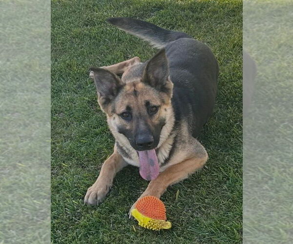 Medium Photo #1 German Shepherd Dog Puppy For Sale in Modesto, CA, USA