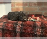 Small Photo #13 Labradoodle Puppy For Sale in LOS ANGELES, CA, USA