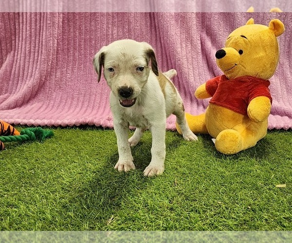 Medium Photo #6 Catahoula Leopard Dog Puppy For Sale in CUMBY, TX, USA
