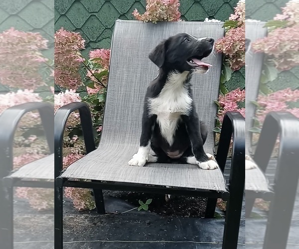 Medium Photo #2 Border Collie Puppy For Sale in FREDERICKSBURG, OH, USA