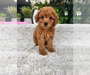Cavapoo Puppy for Sale in GREENFIELD, Indiana USA