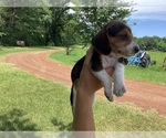 Puppy Spike Beagle
