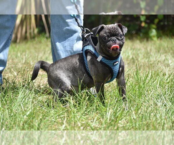 Medium Photo #3 Pug Puppy For Sale in PALM COAST, FL, USA