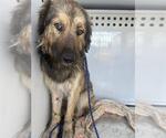 Small Anatolian Shepherd