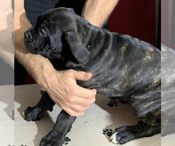 Medium Photo #135 Cane Corso Puppy For Sale in COTTAGE GROVE, OR, USA