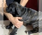 Small Photo #135 Cane Corso Puppy For Sale in COTTAGE GROVE, OR, USA