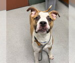Small #1 Boxer Mix