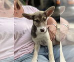 Small #1 Huskies  Mix