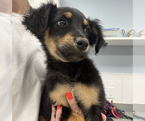 Medium Photo #2 Australian Shepherd-Unknown Mix Puppy For Sale in Washington, DC, USA
