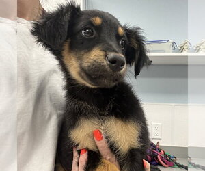 Australian Shepherd-Unknown Mix Dogs for adoption in Washington, DC, USA