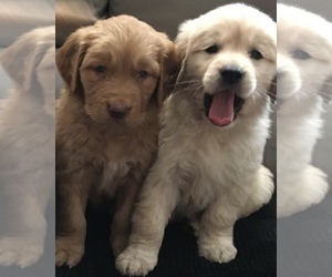Golden Retriever Puppy for sale in SANTA ANA, CA, USA