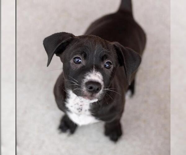 Medium Photo #2 Colonial Cocker Spaniel-Unknown Mix Puppy For Sale in San Diego, CA, USA
