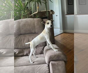 Unknown-Whippet Mix Dogs for adoption in SHERBURNE, NY, USA