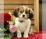 Small #3 Cavachon