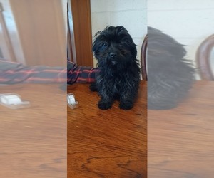 Havanese-Poogle Mix Puppy for sale in AMADO, AZ, USA